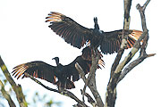 Picture 'Br1_1_00540 Black Vulture, Vulture, Brazil'